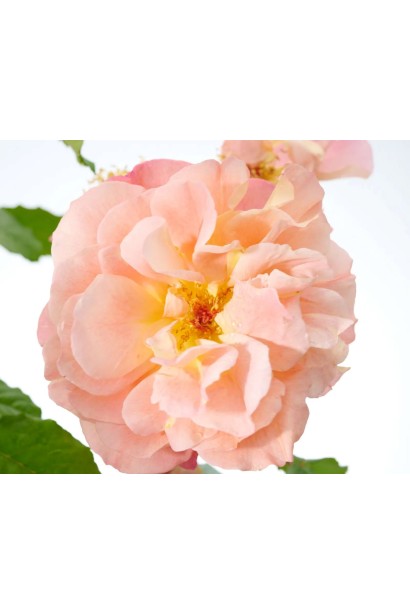 Роза витка Вестерленд – изменение цвета с медного на персиковый